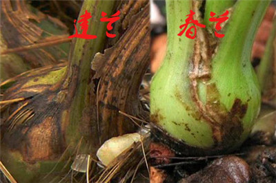 建蘭與春蘭區(qū)別四：莖的大小