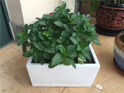 薄荷葉子下面黃了怎么辦？