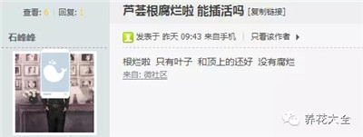 蘆薈爛根如何處理？