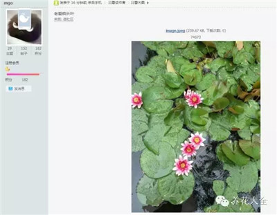 睡蓮葉片瘋長怎么辦？