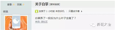 白掌葉子下垂變軟怎么辦？