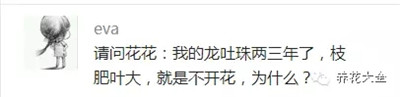 龍吐珠不開花是怎么回事？
