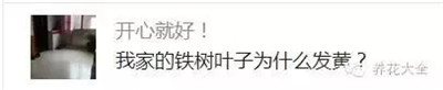 鐵樹發(fā)黃怎么辦？