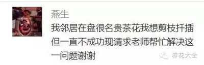 茶花怎么扦插？