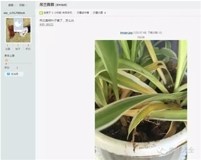 吊蘭黃葉怎么辦？