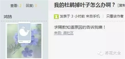杜鵑花掉葉子？