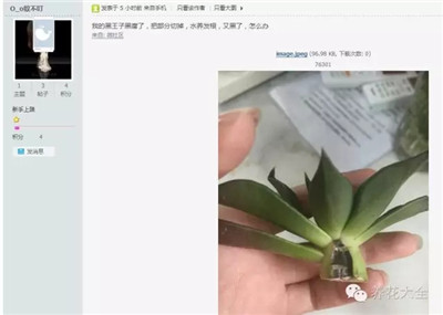 黑王子黑腐怎么辦？