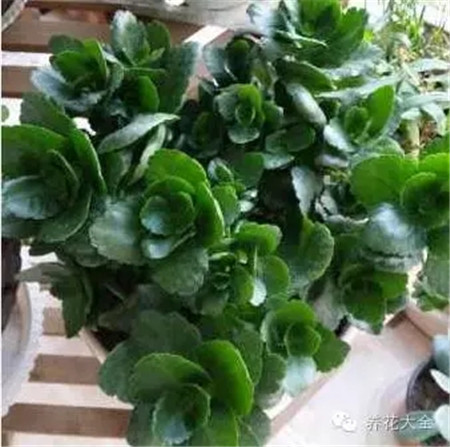 長壽花只長葉子不開花？