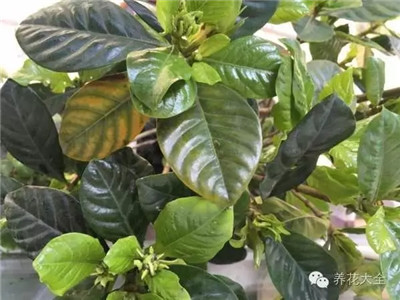 梔子花葉黃，掉苞咋回事？