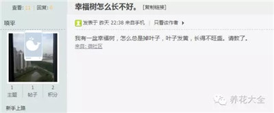 幸福樹發(fā)黃掉葉子咋回事？