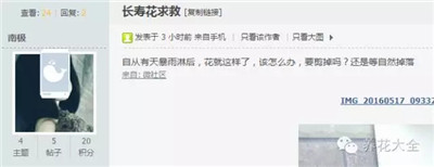 被雨淋之后的長壽花要剪掉嗎？