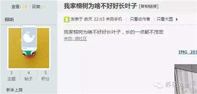 榕樹不長葉子怎么辦？