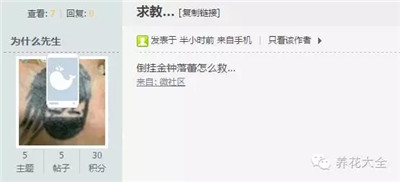 倒掛金鐘落蕾怎么辦？