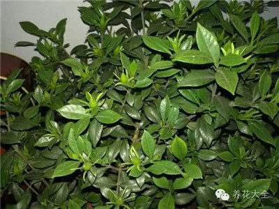 梔子花黃葉、掉苞、長時間不開花？