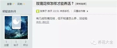  玫瑰花如何扦插？