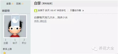 白掌怎么澆水？