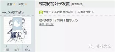 桂花樹的葉子發(fā)黃？