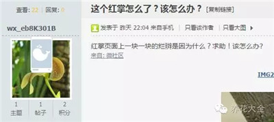 紅掌爛了怎么辦？