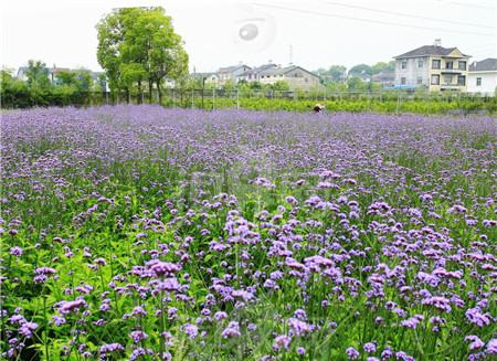 薰衣草和馬鞭草的區(qū)別~原產(chǎn)地區(qū)