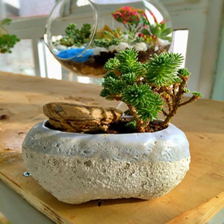 球松的形狀 球松的形狀