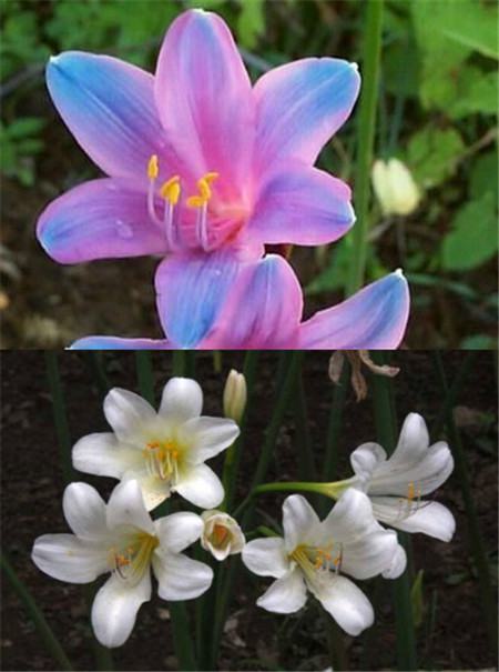 換錦花和鹿蔥花朵對(duì)比 換錦花和鹿蔥花朵對(duì)比