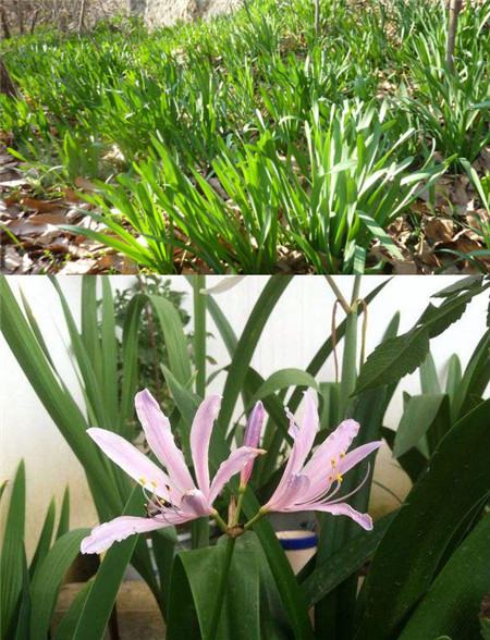 換錦花和鹿蔥葉片對(duì)比 換錦花和鹿蔥葉片對(duì)比