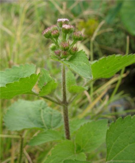 藿香薊