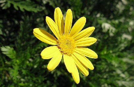 茼蒿菊
