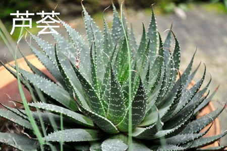 蘆薈 蘆薈