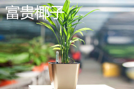 富貴椰子
