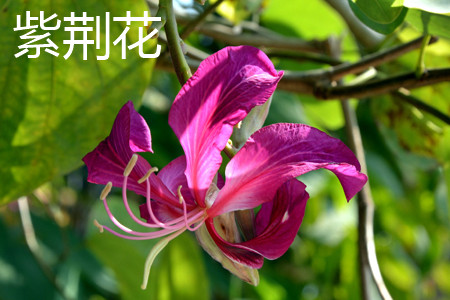 紫荊花