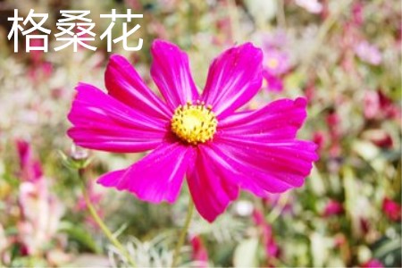 格?；ɑǘ? border=