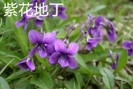 紫花地丁葉子