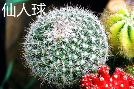仙人球