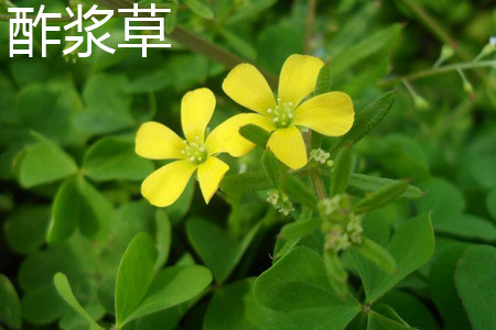 酢漿草花朵