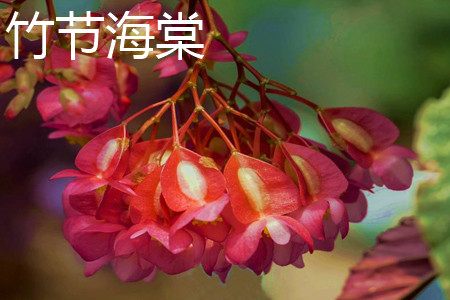 竹節(jié)海棠