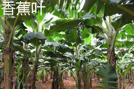 香蕉植株