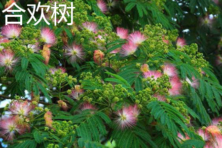 合歡樹(shù)葉片