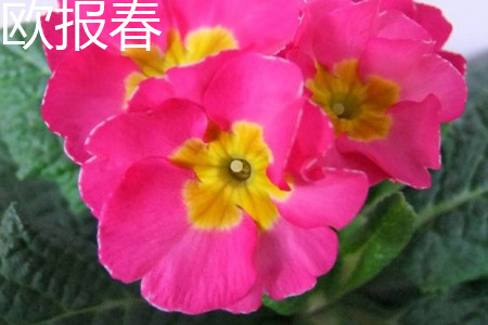 歐報春