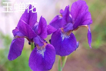 玉蟬花