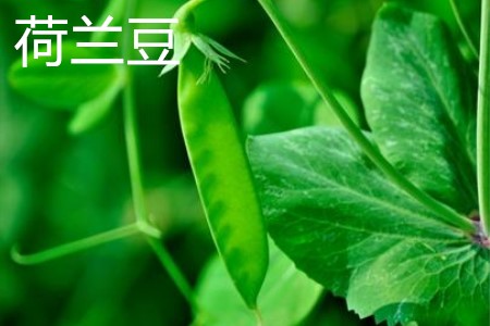 荷蘭豆