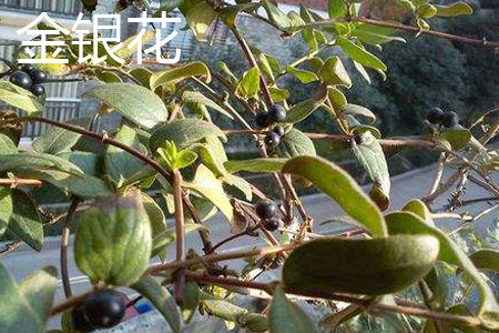 金銀花