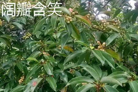 闊瓣含笑