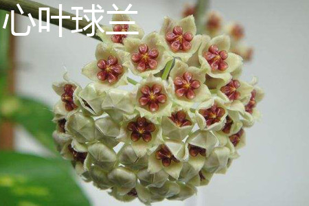 心葉球蘭