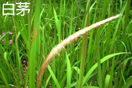 白茅
