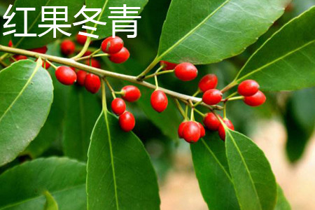紅果冬青