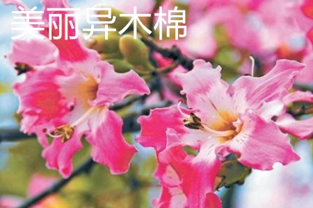 美麗異木棉