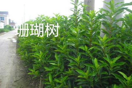 珊瑚樹