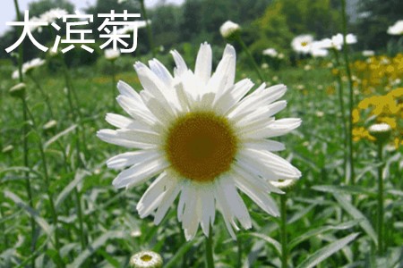 大濱菊，花.jpg