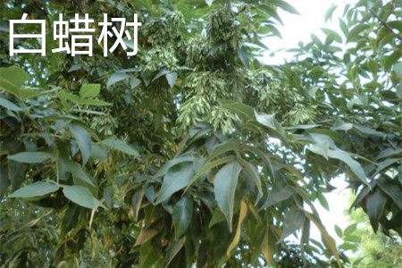 白蠟樹，葉子.jpg